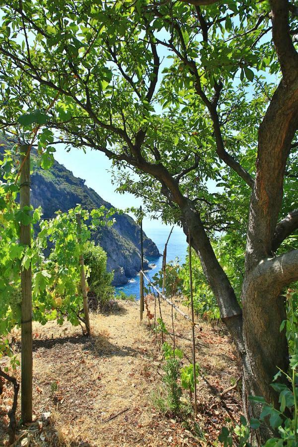 5 Terre For You Riomaggiore Dış mekan fotoğraf